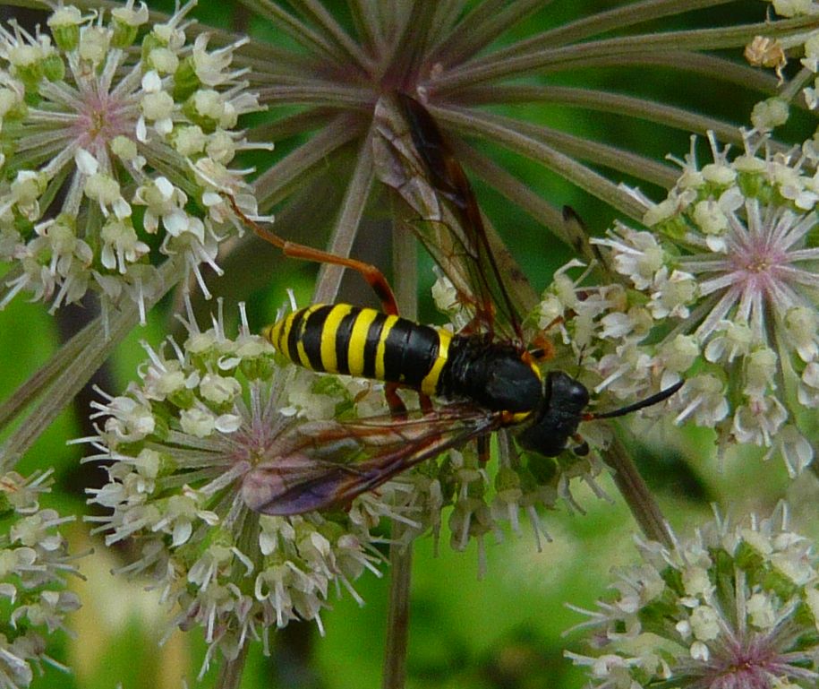 imenottero da determinare: Tenthredo sp.